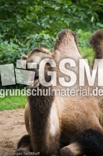 Kamel (2 von 108).jpg